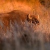 Zubr evropsky - European Bison - Bison bonasus 6158